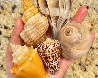 Seashells Art, Seashells for Crafts, Natural Seashells, Natural Shells,  Natural Sea Shells, Seashell Decorations, Florida Seashells 