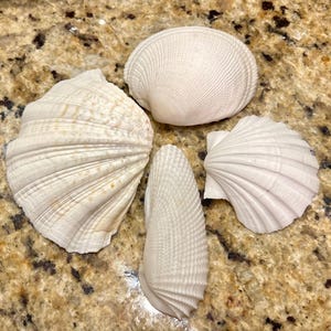 May include: Four white seashells with a ribbed texture. The shells are arranged in a circle on a brown and beige surface.