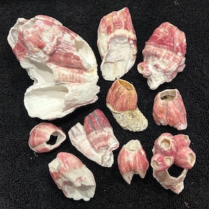 May include: A collection of various barnacles in shades of pink and white, with textured surfaces and unique shapes. Some are attached to small rocks, while others are detached. The barnacles are arranged on a dark background.