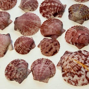 May include: A collection of various-sized seashells with a fan-like shape. The shells display a range of colors, including shades of pink, red, and white, with intricate patterns. The shells are arranged on a white surface, creating a natural, coastal theme.