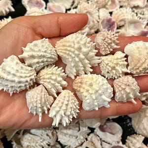 May include: A handful of small, white seashells with spiky textures and subtle pink hues. The shells are held in a hand, with many more shells scattered in the background. The shells have a natural, organic appearance.