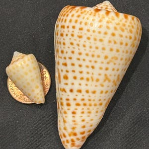 May include: A large cone shell with a cream-colored base and rows of orange-brown spots, positioned next to a smaller cone shell resting on a copper-colored United States penny for scale, showcasing the distinct spotted pattern on both shells.