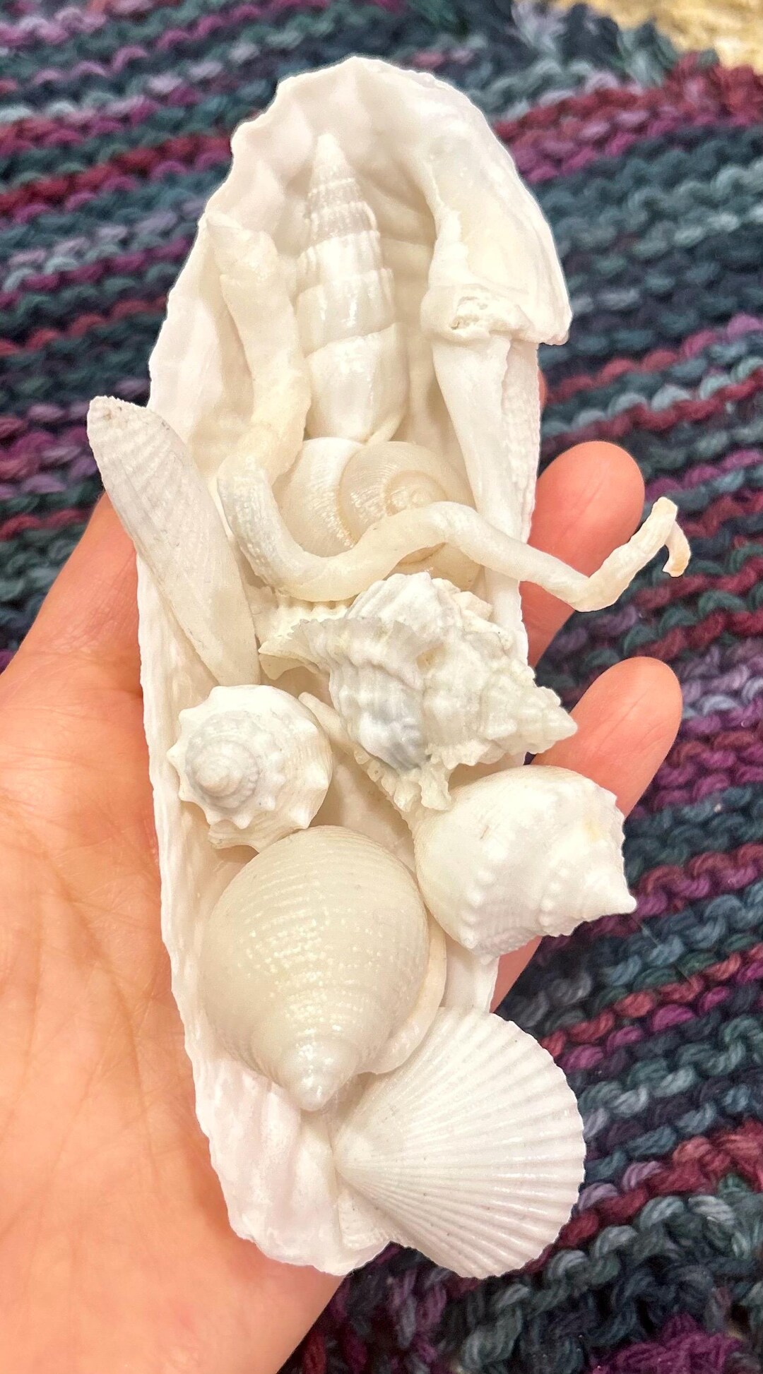 RARE* 9 Albino/albinism/white/whitish Seashells/snail Nestling in a ...