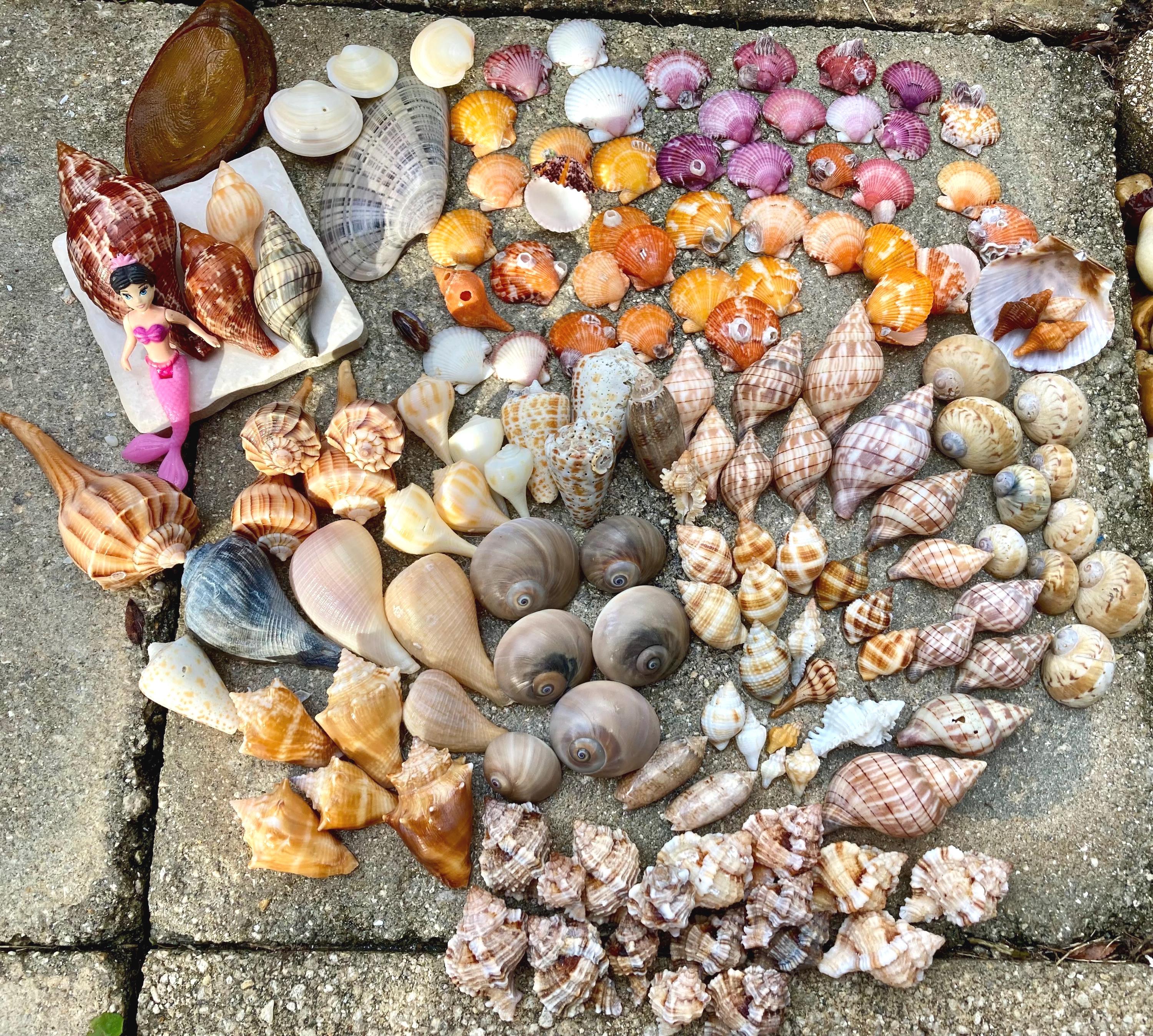 SHELL MYSTERY BOX 30 Florida Seashells Wedding Decor, Beach Theme