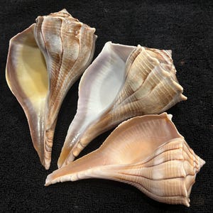 May include: Three large conch shells with spiral patterns and varying shades of brown, tan, and cream. The shells have a smooth, glossy exterior and a pearlescent interior. The shells are arranged on a dark surface.