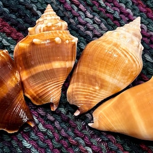 May include: Four seashells of different shapes and sizes, with brown, orange, and white patterns. The shells are arranged on a knitted fabric background.
