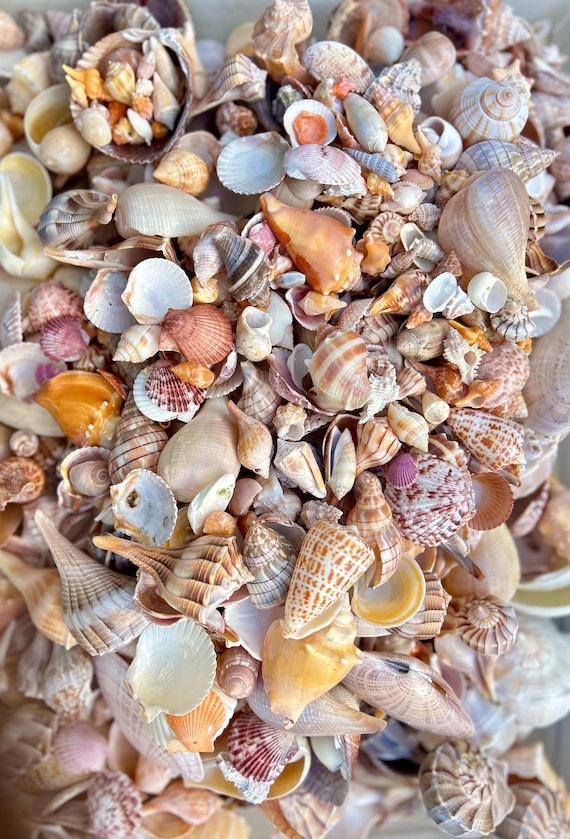 SHELL MYSTERY BOX 30 Florida Seashells Wedding Decor, Beach Theme