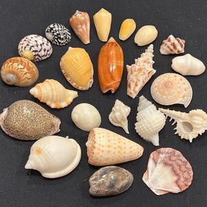 May include: A collection of twenty-two assorted seashells in various shapes, sizes, and colors, including cone, spiral, and bivalve varieties. The shells feature patterns such as brown spots, white textures, and smooth surfaces.
