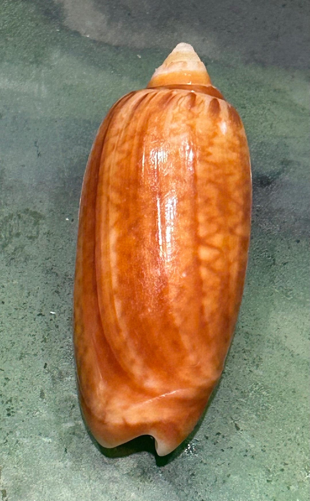 RARE* Fulgurator/bollingi/ Brown Olive Shell 47mm Florida Seashell ...