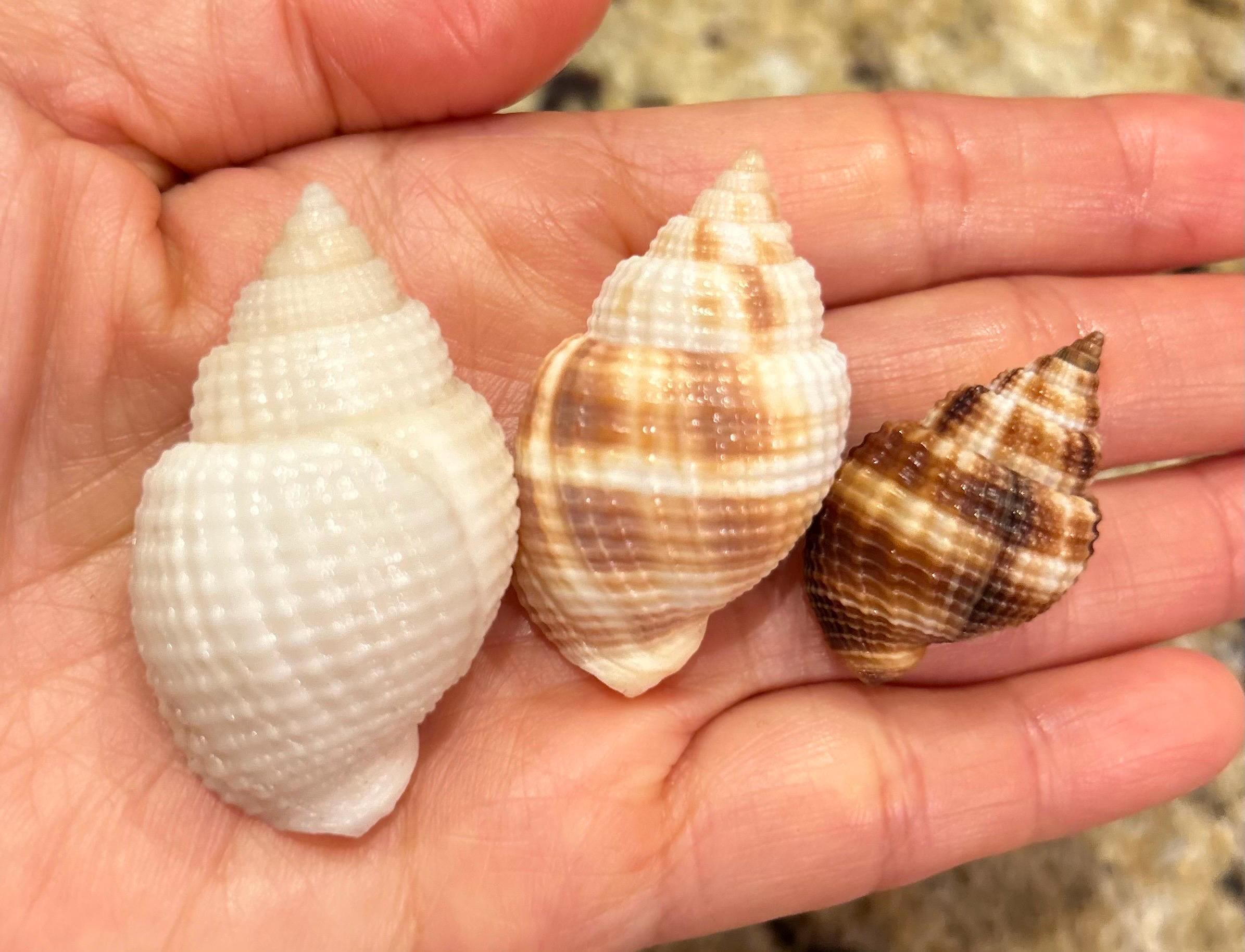 RARE* NUTMEG Trios Big ALBINO 45mm/ Caramel/ Chocolate Color