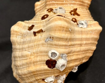 HORSE CONCH 8 1/4”  Beautiful Earthy Orange/Brown uncommon Size Florida State Shell Collected on 10K Island #2 (2)