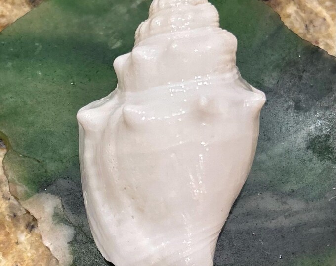 RARE* ALBINO Florida Fighting Conch 77 Mm Florida Seashells ...
