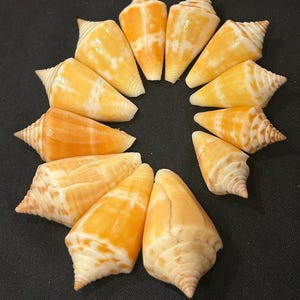 May include: A collection of eleven cone shells arranged in a circular pattern. Each shell features a smooth, glossy surface with a distinct color palette of vibrant orange, golden yellow, and creamy white, showcasing natural spiral patterns and textures.