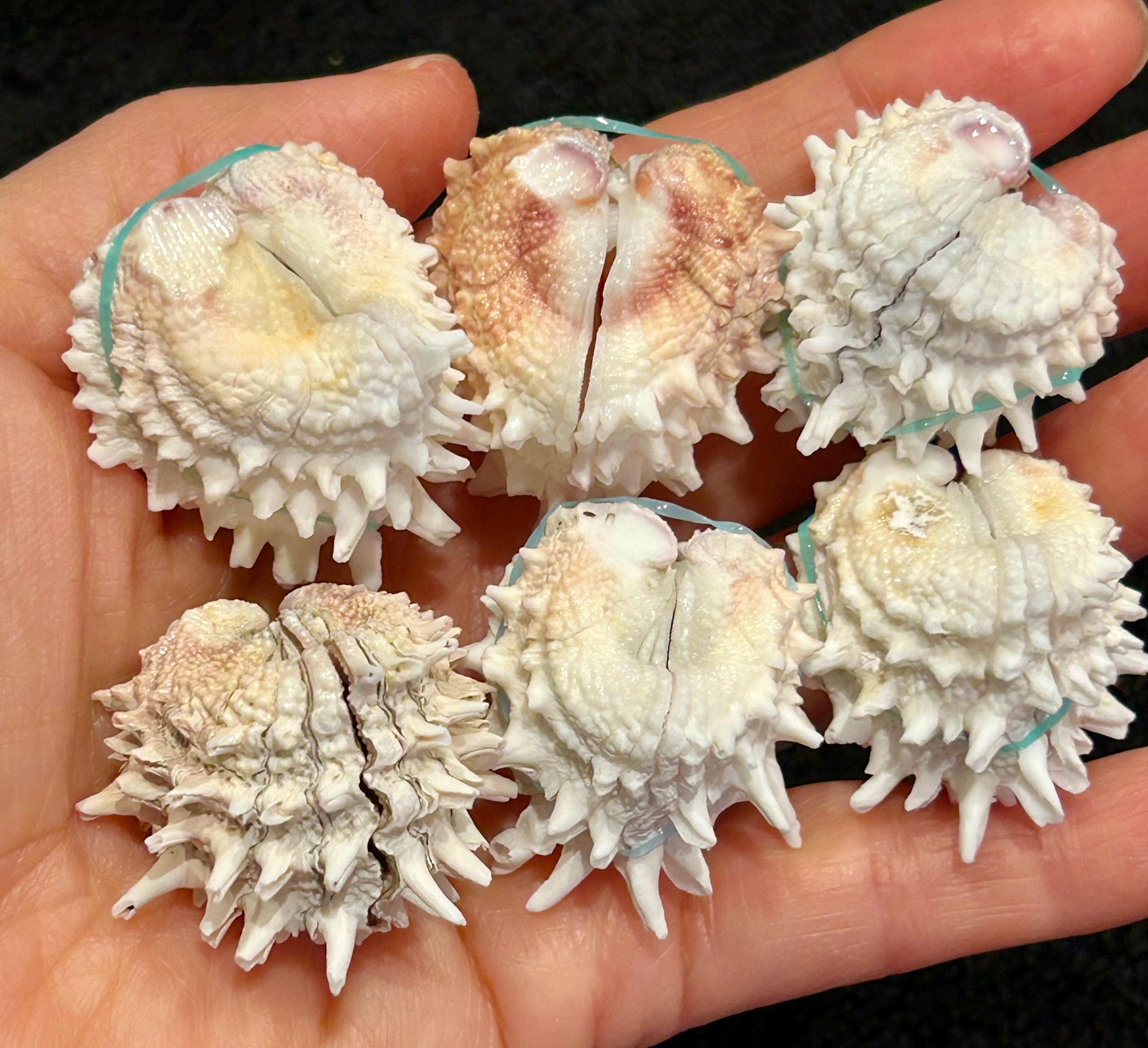 6 Large Heart Hinged/paired Spiny JEWEL BOXES 31-35.5mm Florida