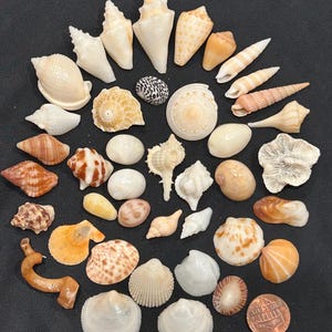 MINI Florida SE Seashells Collection, Shell Gift, Beach Decor, Collectible, Shell Crafting, Handpicked Ethically #41