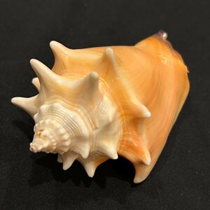 May include: A large, glossy seashell featuring a smooth, pale orange body that transitions into a creamy white, spiraled apex. The shell is adorned with several prominent, pointed, and curved spikes extending outward from its central structure.