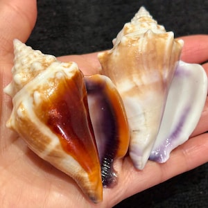 Rare* Lavender/White, Purple/Orange Lipped Florida Fighting Conches Florida Seashell Collectible/ Shell Gift/ Beach Decor 10K Island #256