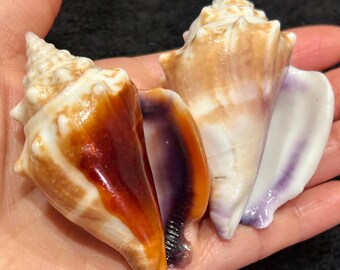Extra Rare* ALBINO/ ALBNISTIC Horse Conch 10.5” Florida State Seashell ...
