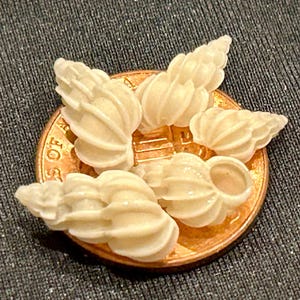 RARE* 5 ANGULATE WENTLETRAPS 9-13mm Nestling In Butter Cup Lucine Florida Seashells White Shell craft/ Shell Gift/ April Birth Shell #141