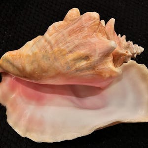 May include: A large conch shell featuring a textured, tan and peach-colored exterior with a spiraled apex. The interior of the shell displays a smooth, glossy surface with a prominent, vibrant pink gradient that fades into a creamy white hue.