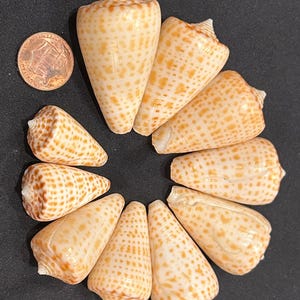 May include: A collection of cone-shaped seashells with a light tan and brown spotted pattern. A U.S. penny is included for size reference. The shells are arranged in a circular pattern against a black background. These shells are ideal for beach-themed decor or crafts.