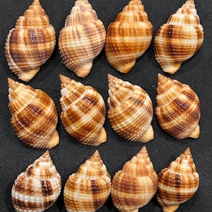 12 CHOCOLATE NUTMEGS 28-35 mm Florida Seashells Collectible, Shell Gift, Beach Decor Shell Crafting, Jewelry, Pendant 10K Island #252