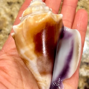 RARE* Large 81mm PURPLE LIP Florida Fighting Conch Florida Seashells Collectible 10K Island  Marco #208
