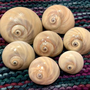 7 Small/ Large Paul Newman Eyes/ Blue Eyes SHARK EYES / Moon Snails Florida Seashells 26-50 mm Collectible/ Shell Gift/ Beach Decor #252