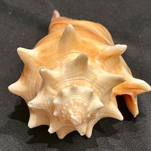 May include: A large, spiraled seashell featuring a prominent, pointed spire and multiple sharp, protruding spines along its body. The shell displays a gradient of soft peach, cream, and light tan hues, with a smooth, glossy texture and a wide opening.