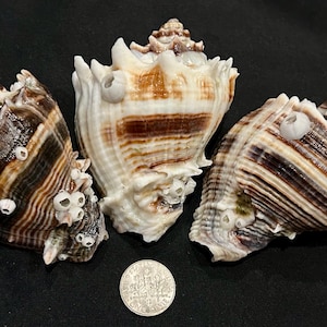 May include: Three spiraled sea shells with brown and white striped patterns and small white barnacles attached to their surfaces, arranged around a circular silver coin for scale, showcasing natural textures and pointed, jagged edges.
