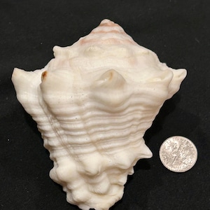 May include: A white seashell with a textured, ridged surface and prominent spikes along its body, positioned next to a United States dime for scale. The shell features subtle light pink and tan coloration near the pointed top apex.