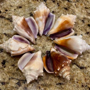 7 SHADES Of Purples (Lavender- Dark Purple) RARE* 69-78mm Florida Fighting Conches Florida Seashells Collectible/ Shell Gift/ Beach Decor #b
