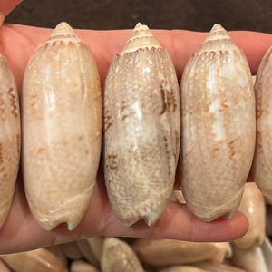 May include: Five elongated seashells with a light beige color and brown markings are held in a hand. The shells have a smooth, glossy texture and a pointed top. The shells are a natural, organic shape.