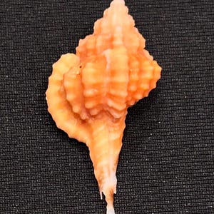 May include: A small, peach-colored seashell with a spiraled, textured surface featuring ridges and bumps. The shell has a pointed apex and a tapered, elongated base that ends in a small, smooth, white, translucent tip, showcasing natural detail.