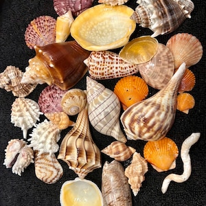 SHELL MYSTERY BOX 30 Florida Seashells Wedding Decor, Beach Theme