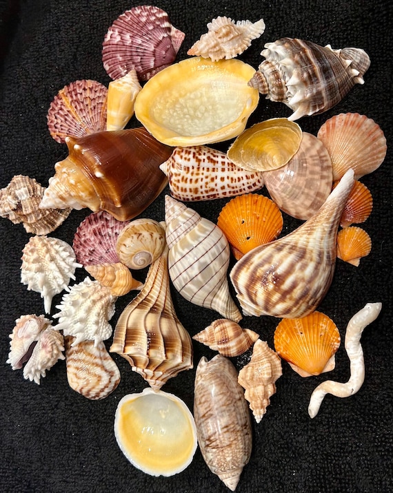 SHELL MYSTERY BOX 30 Florida Seashells Wedding Decor, Beach Theme