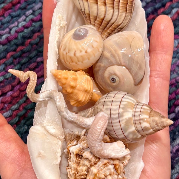 Florida Seashell Collection Displayed in Angel Wing Banded Tulip/Horse Conch/Lightning Whelk/Moonsnail/Gaudy Natica/Apple Murex/Worm #202