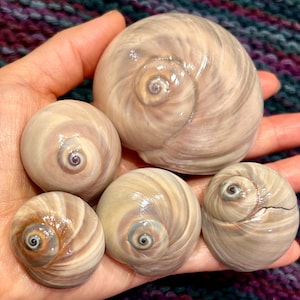 5 Small/ Large  SHARK EYES / Moon Snails Florida Seashells 32-65 mm Collectible/ Shell Gift/ Beach Decor/ Shell Crafting/ Pendants #137