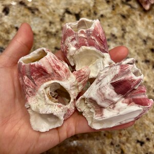 6 Pieces/ Clusters Pink/ Purple Titan BARNACLES Florida Shells Aquarium ...