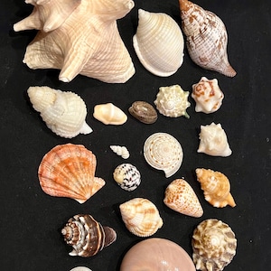May include: A collection of various seashells in different shapes, sizes, and colors, including white, tan, orange, and brown. The shells are arranged on a black surface, with a coin for size reference.