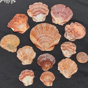 May include: A collection of various seashells in shades of orange, brown, and white, arranged on a dark surface. The shells vary in size and shape, with visible ridges and textures. A US one-cent coin is included for size reference.
