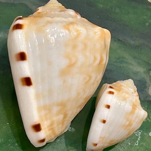 May include: Two seashells with a cream and tan color scheme. The larger shell has a conical shape with a spiral top and a series of dark brown square markings. The smaller shell has a similar design. The shells are on a green surface.