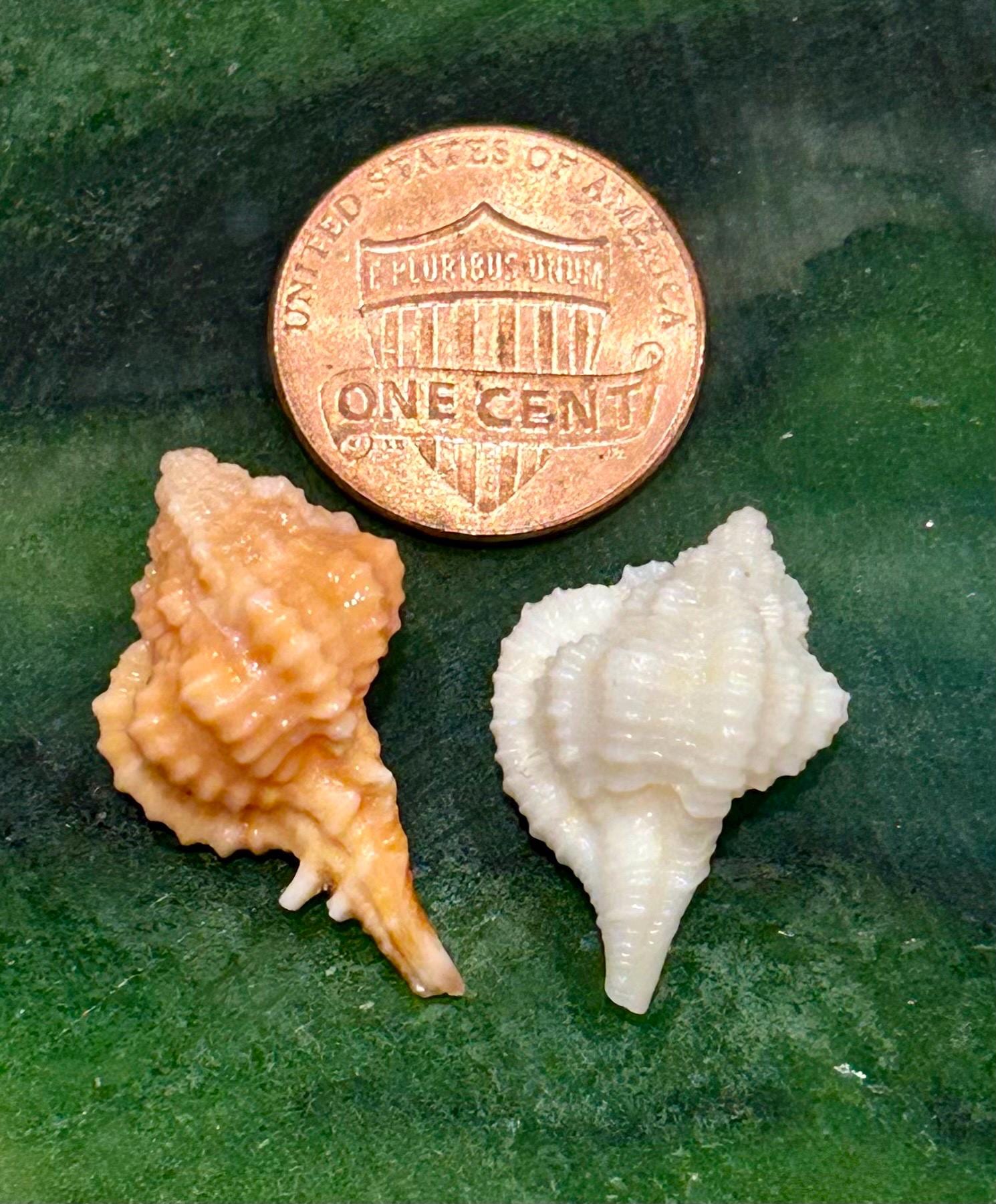 Extra Rare* ALBINO / Orange ROSE MUREXES 21.5mm/ 25.5mm Florida ...