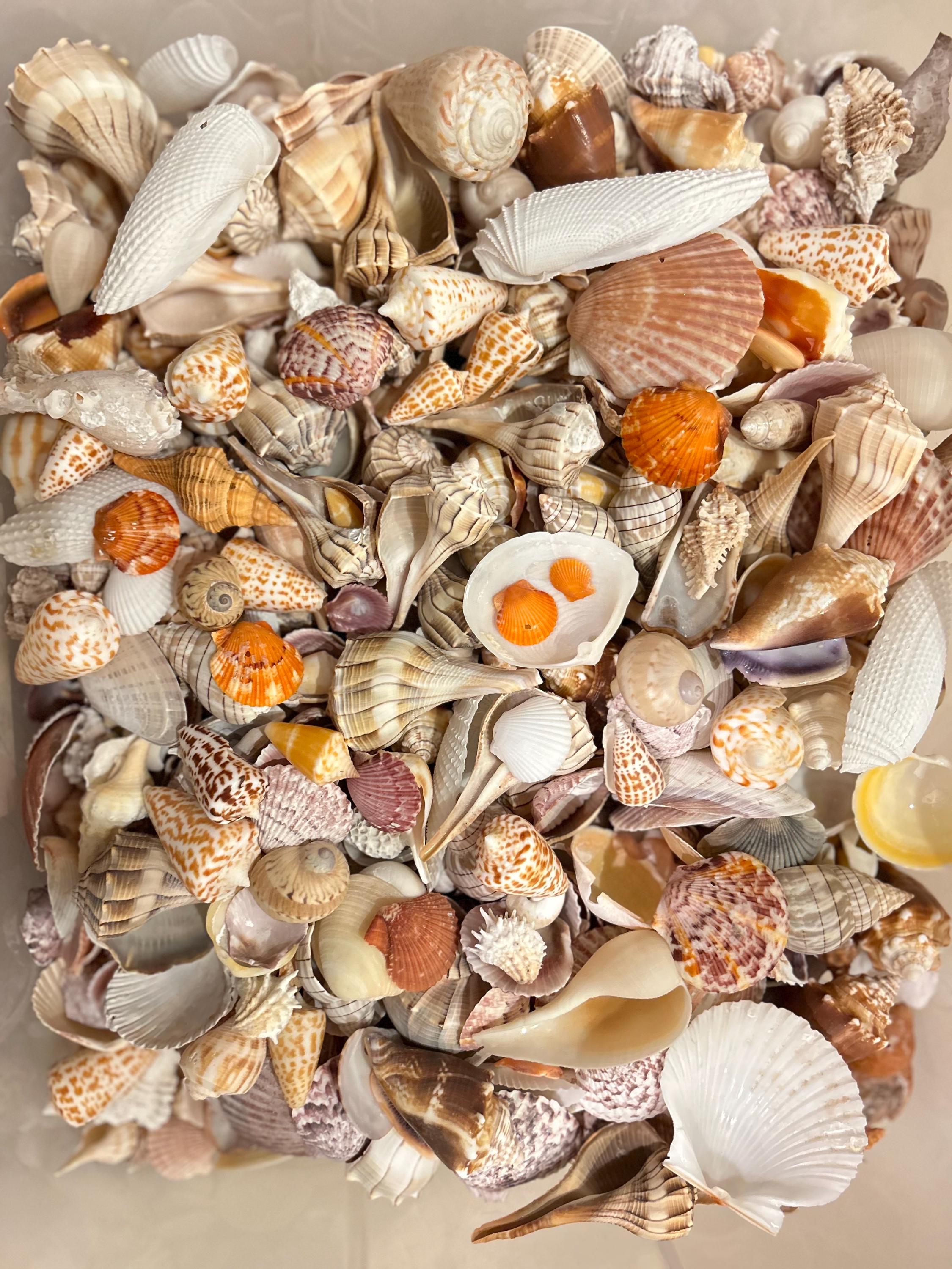 SHELL MYSTERY BOX 30 Florida Seashells Wedding Decor, Beach Theme