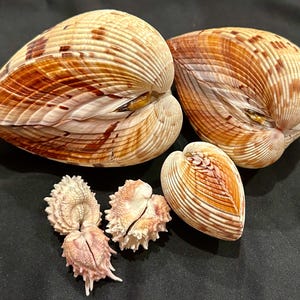 May include: A collection of five seashells consisting of two large, smooth, heart-shaped bivalve shells with brown and white radial patterns, one smaller smooth heart-shaped shell, and two small, pale, textured shells with spiky protrusions.
