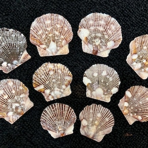 May include: Ten scallop shells with a brown and white speckled pattern. The shells are arranged in a circle on a black background.