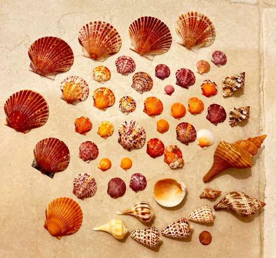 Set of 48 FALL COLORS Florida Seashells RARE Finds,great Assortments  Handpicked on Marco/ Sanibel Island 19 