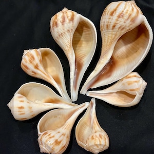 May include: A collection of six elongated, spiral seashells arranged in a circular pattern. Each shell features a smooth, cream-colored exterior with light brown, horizontal, and vertical striped markings and a wide, open, glossy interior cavity.