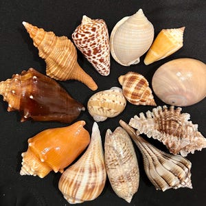 May include: A collection of 12 seashells in various shapes, sizes, and colors, including brown, white, orange, and tan. The shells are arranged in a circular pattern on a black background.
