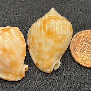 May include: Two small, glossy, cream-colored seashells with orange-brown mottled patterns and spiral ridges, positioned next to a copper-colored United States one-cent coin for scale, showing the coin's diameter of approximately 0.75 inches.